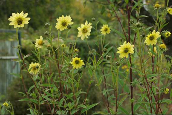 Helianthus giganteus'Sheila's sunshine'