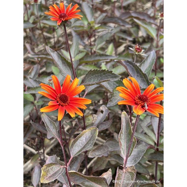Heliopsis helianthoides'Fire Twister'