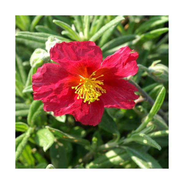 Helianthemum'Supreme'