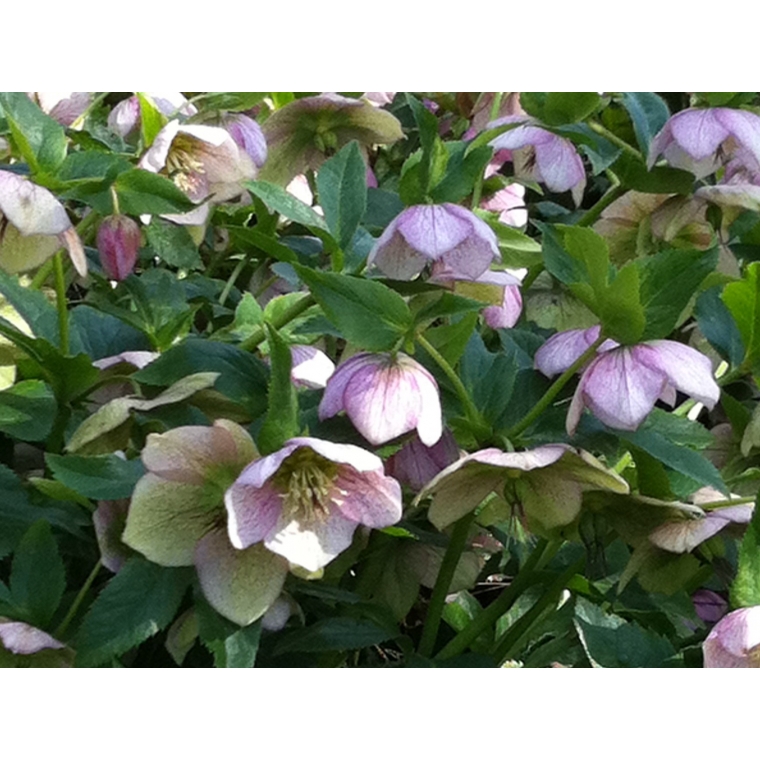 Helleborus orientalis