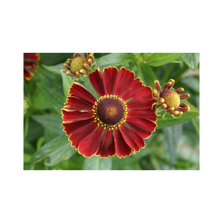 Helenium'Potter's Wheel'