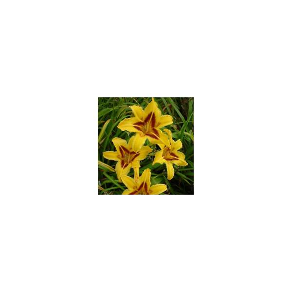 Hemerocallis'Bonanza'