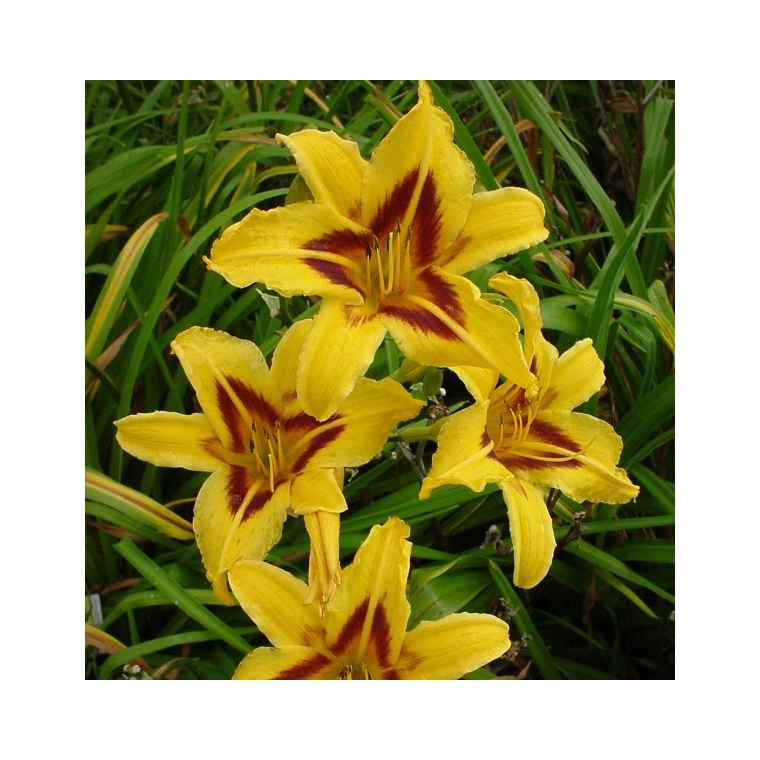 Hemerocallis'Bonanza'