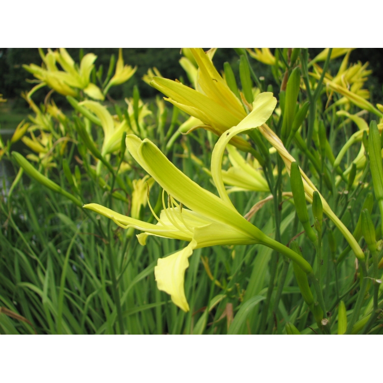 Hemerocallis citrina