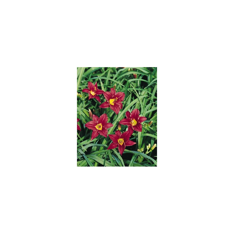 Hemerocallis'Pardon Me' 