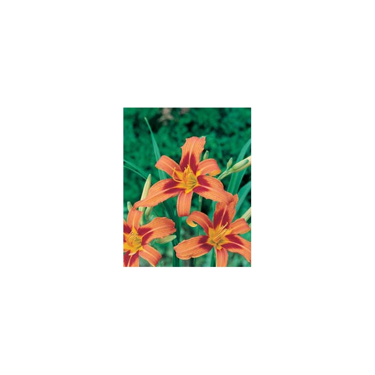 Hemerocallis'Rajah'