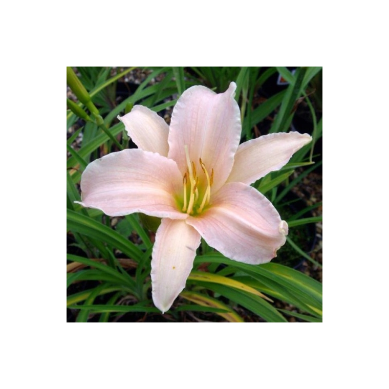 Hemerocallis'Luxury Lace'