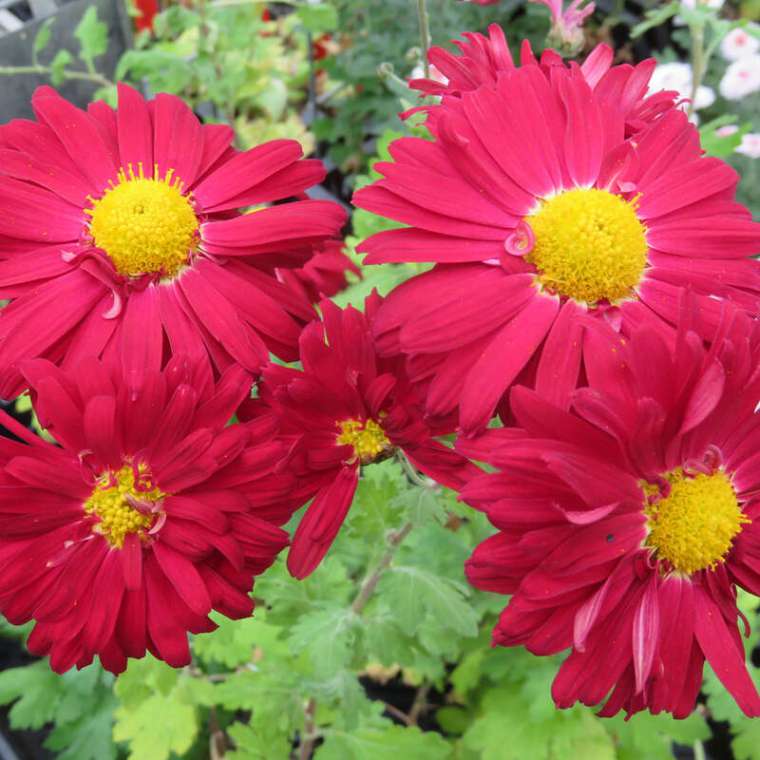 Chrysanthemum'Ceddie Mason'