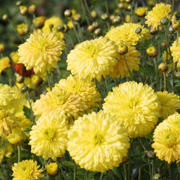 Chrysanthemum'Citronella'
