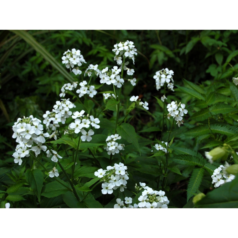 Hesperis matronalis'Alba'