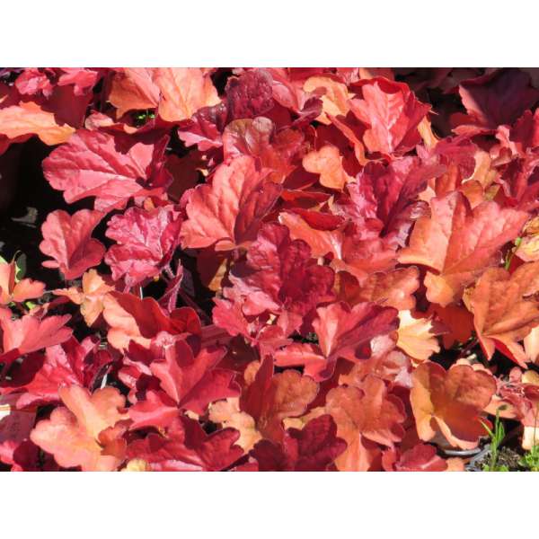 Heuchera'Fire Alarm'
