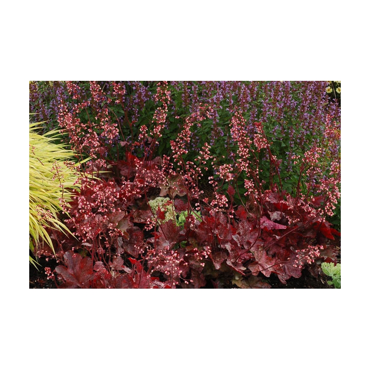 Heuchera'Fire Chief'