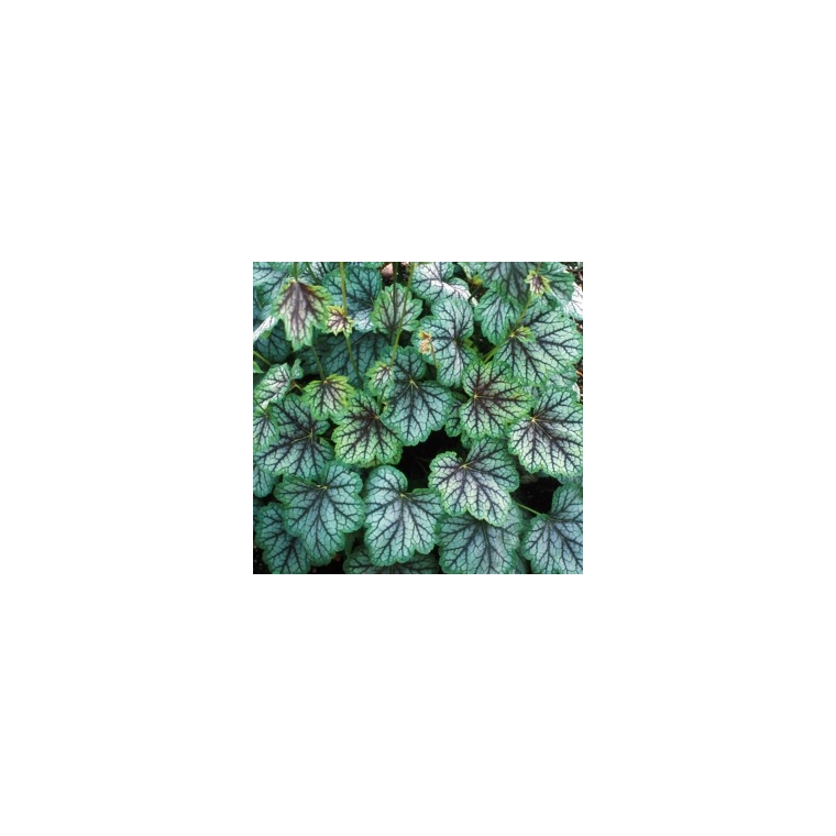 Heuchera'Green Spice'