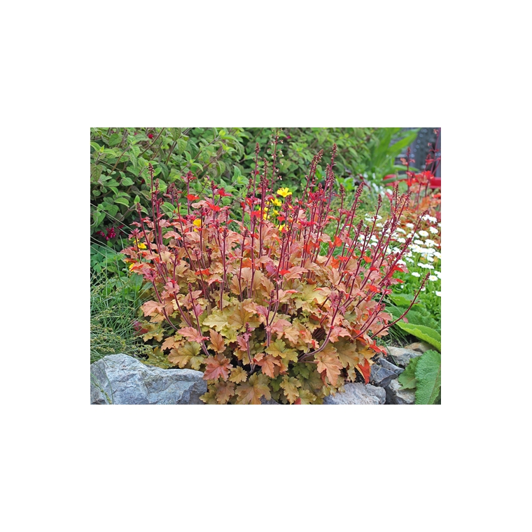 Heuchera'Marmalade'