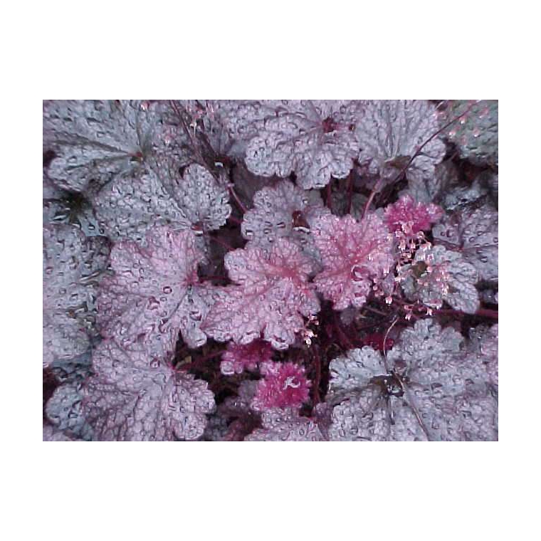 Heuchera'Plum Pudding'