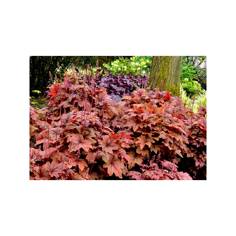 Heucherella'Sweet Tea'