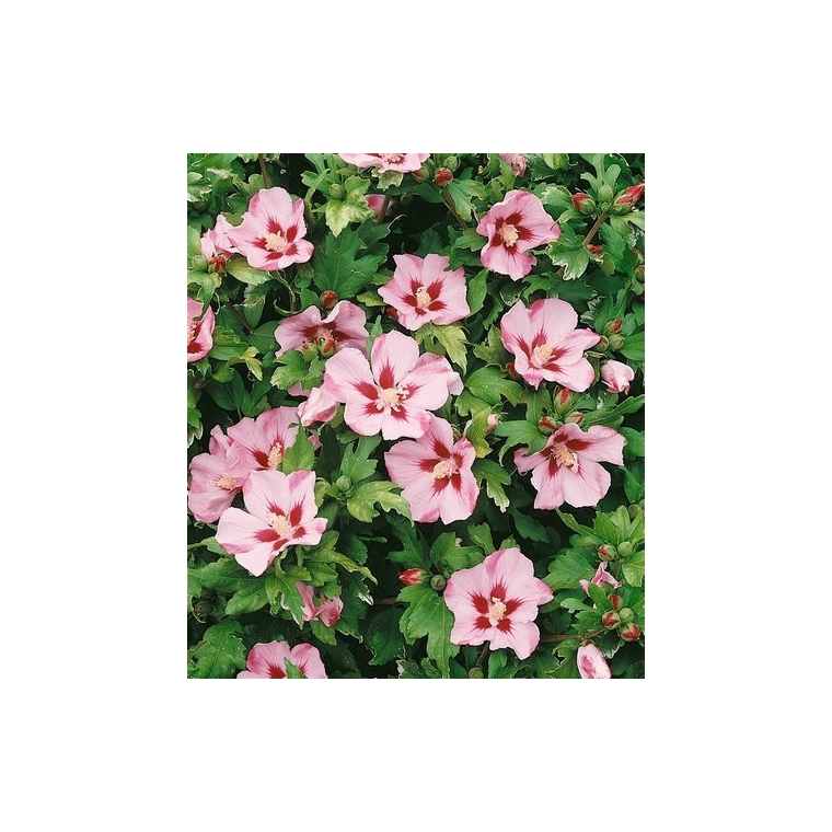 Hibiscus syriacus'Hamabo' 