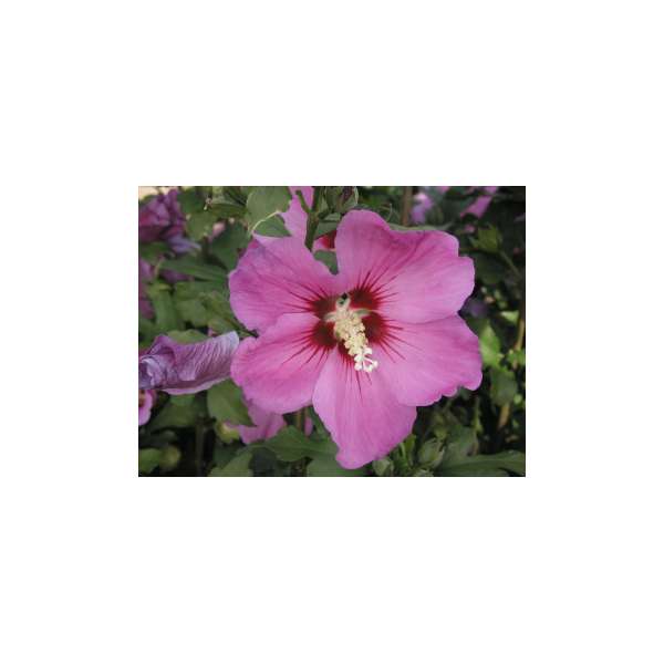 Hibiscus syriacus'Floru' 