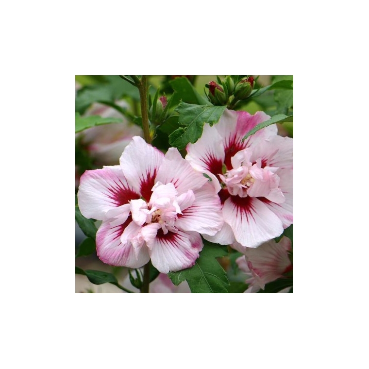 Hibiscus syriacus'Lady Stanley' 