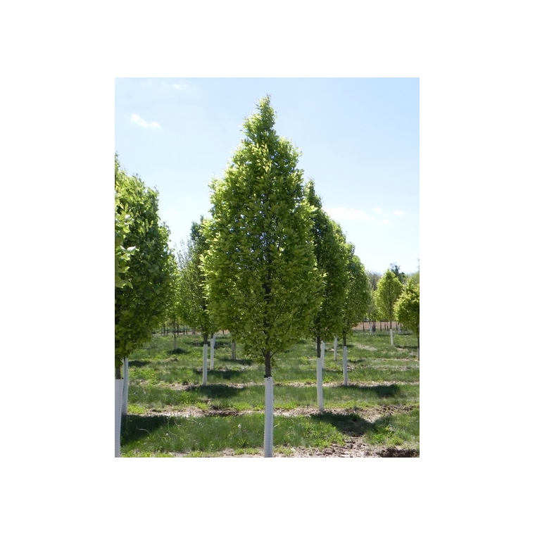 Acer campestre'Fastigiatum' 