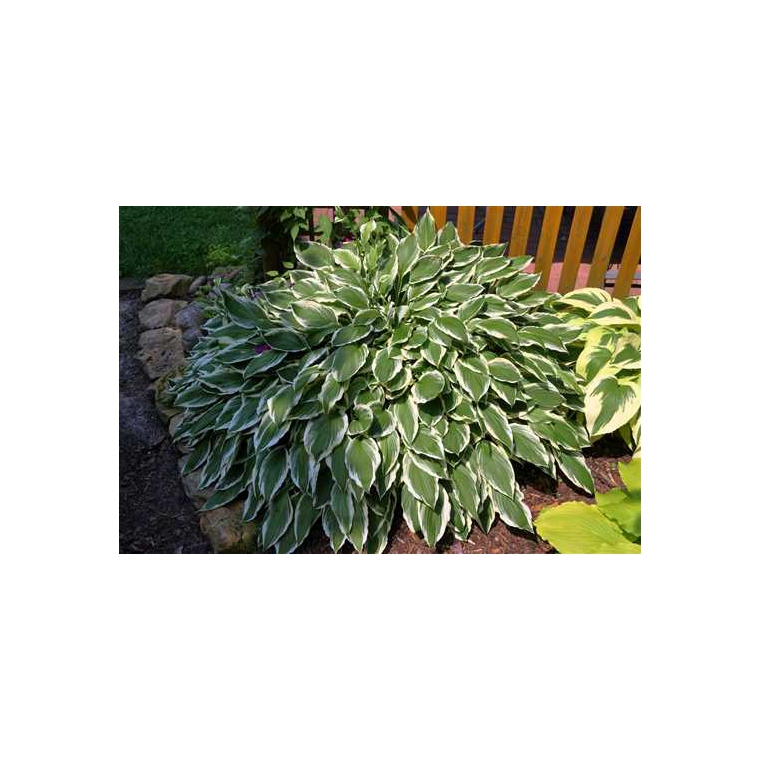 Hosta hybride'Undulata Albomarginata'