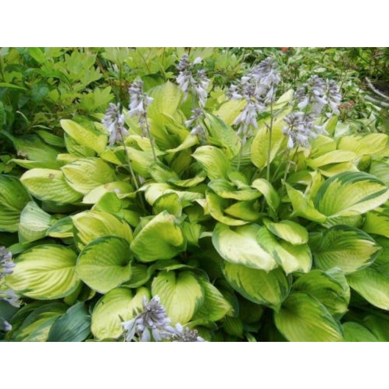 Hosta'Golden Standard' 