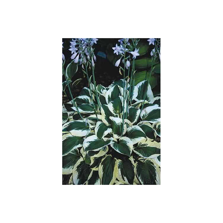 Hosta'Patriot' 