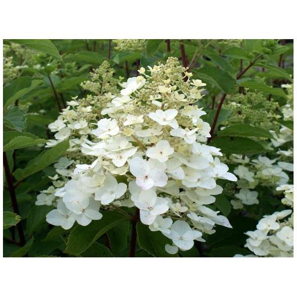 Hydrangea paniculata'Unique' 