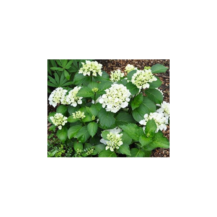 Hydrangea macrophylla'Snowball' 