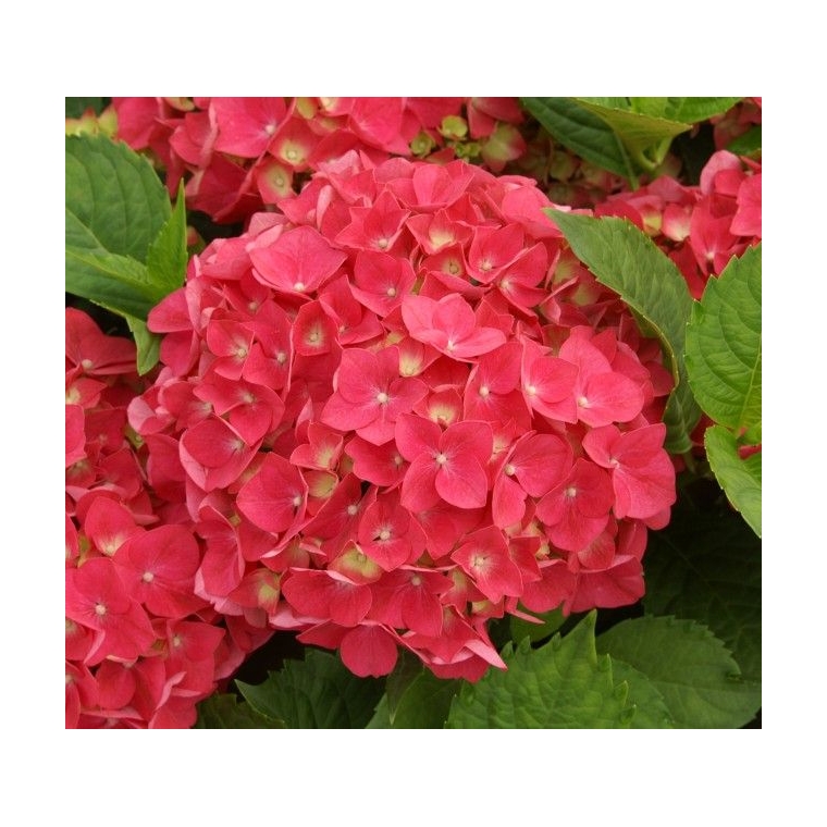Hydrangea macrophylla'Leuchtfeuer' 