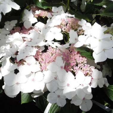 Hydrangea macrophylla'Lanarth White' 