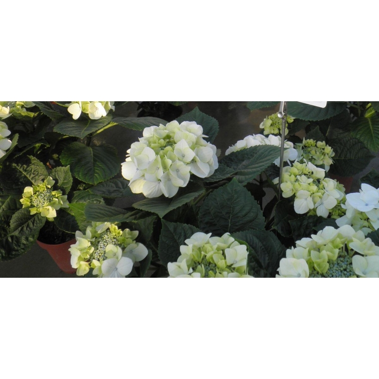 Hydrangea macrophylla'White Spirit' 
