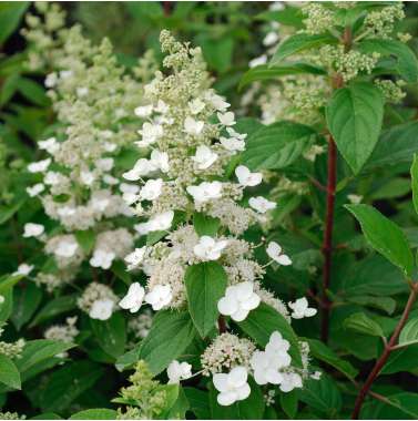 Hydrangea paniculata'Tardiva' 
