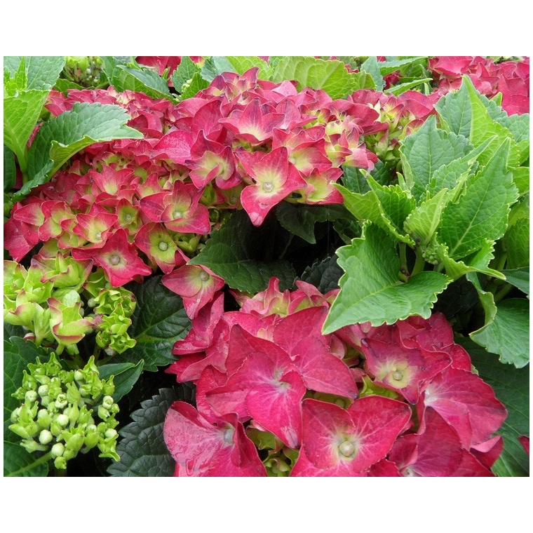 Hydrangea macrophylla'Hot Red' 