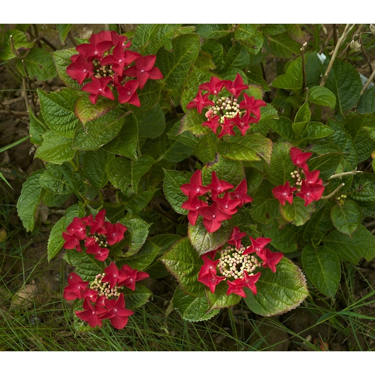 Hydrangea macrophylla'Rotschwanz' 