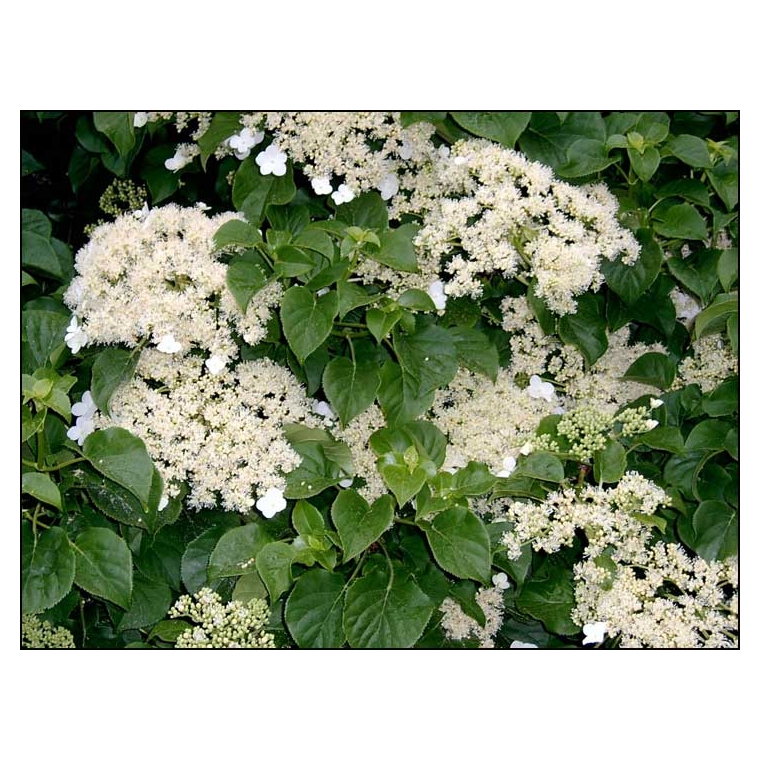 Hydrangea anomala'Petiolaris' 