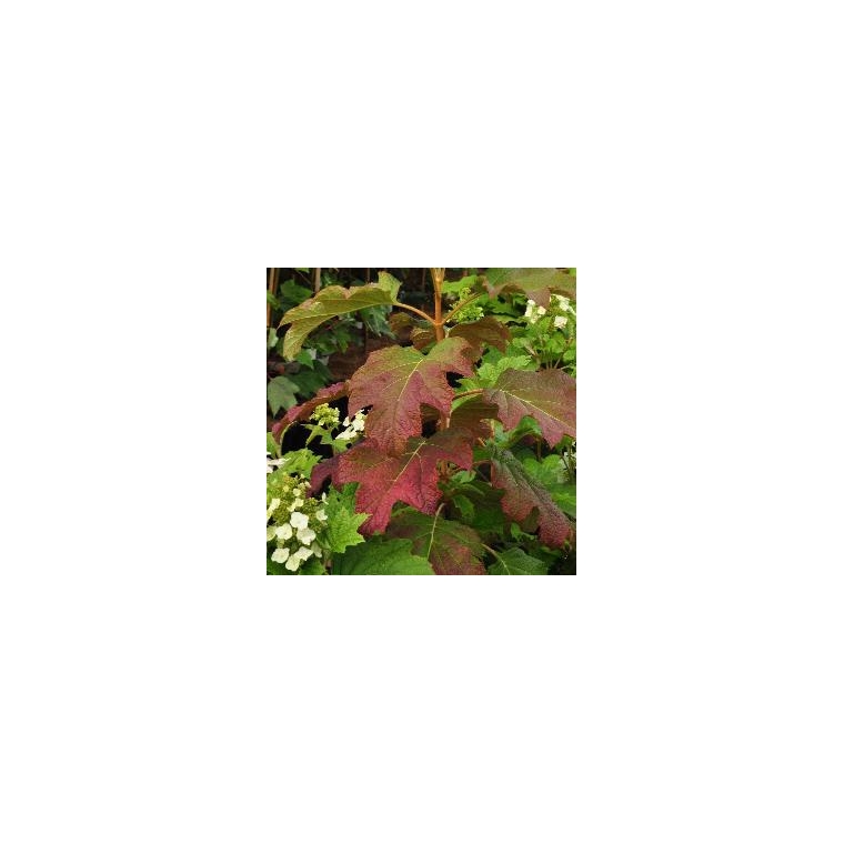 Hydrangea quercifolia'Burgundy' 