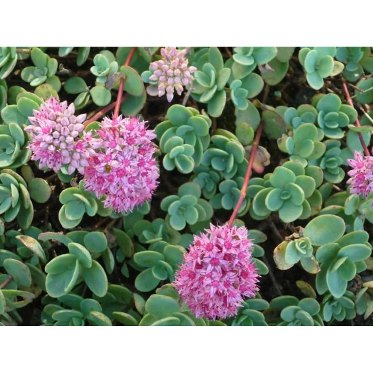 Sedum ewersii