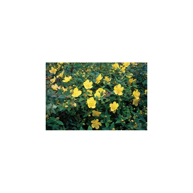 Hypericum dummeri'Peter Dummer 