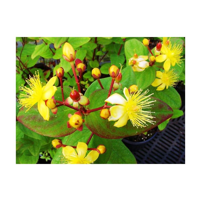 Hypericum inodorum'Rheingold' 