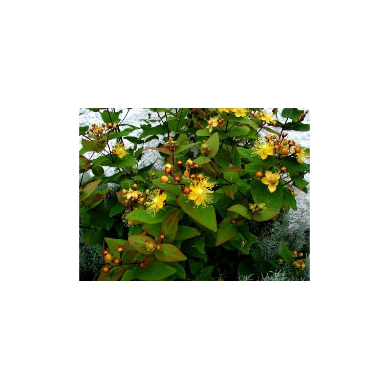 Hypericum androsaenum