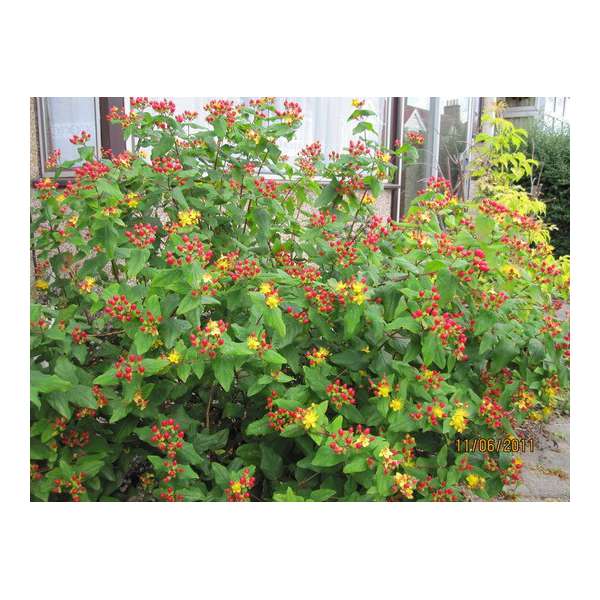 Hypericum inodorum'Elstead' 