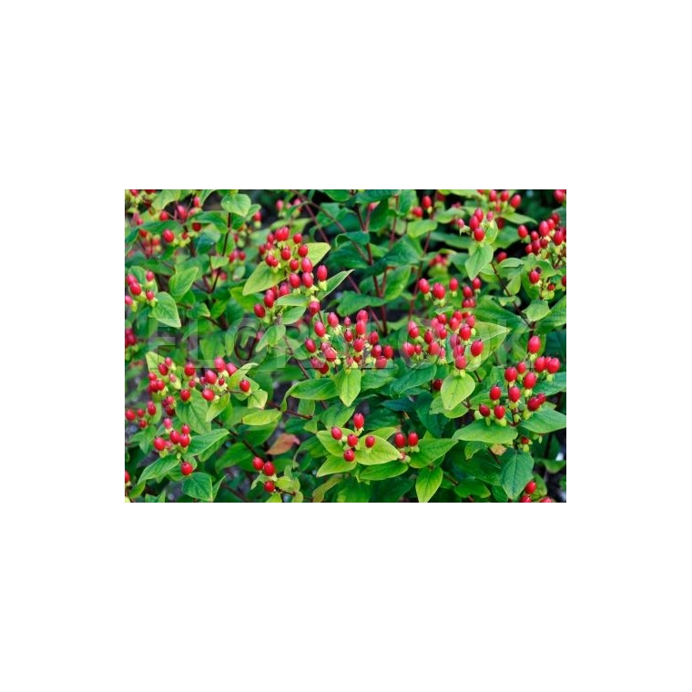 Hypericum inodorum'Excellent Flair' 