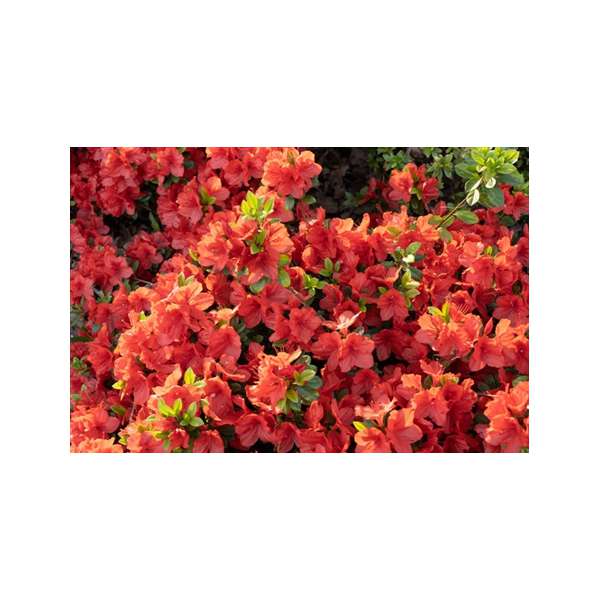 Azalea japonica'Radja' 