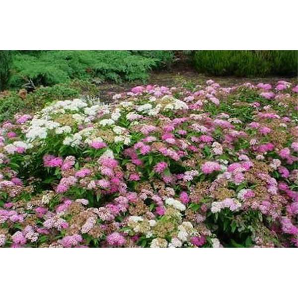 Spiraea japonica'Shirobana' 