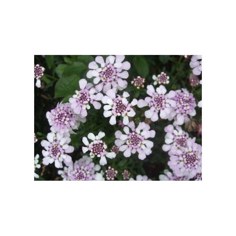 Iberis sempervirens'Pink Ice'