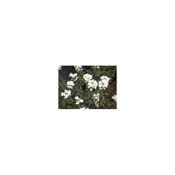 Iberis sempervirens'Appen-Etz'