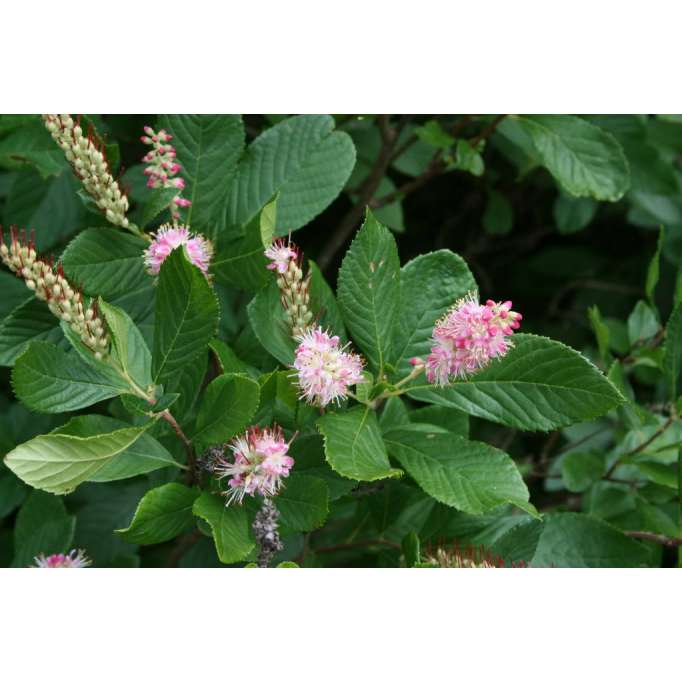 Clethra alnifolia'Rosea' 