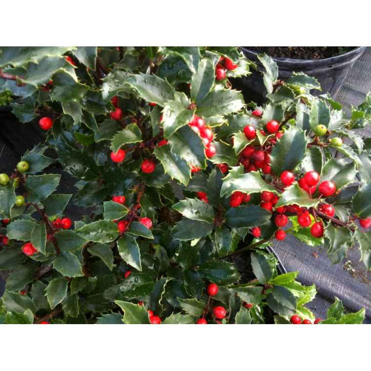 Ilex meserveae'Blue Princess' 