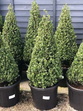 Ilex crenata'Caroline Upright' pyramide 